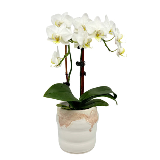 Plant Pot